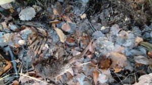 Нашел бронещит, подписной котелок и другие находки по войне, Ленинградский фронт.