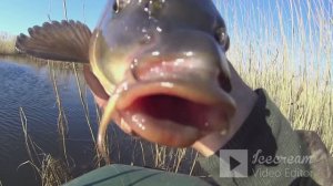 ПРИКОРМИЛ и КАРП сразу встал на КОРМЕЖКУ