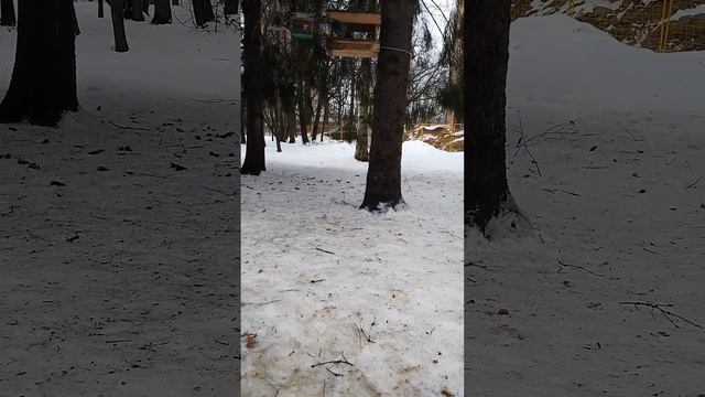 Белочка из парка Толстого (Химки)