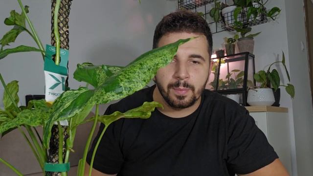 Jak uprawiać SYNGONIUM MOTTLED MOHITO 🌿