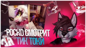 🐺 Роско смотрит с видео в TikTok