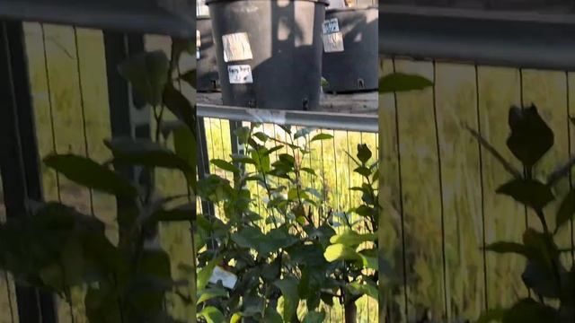 Лето ах лето!!!!!!