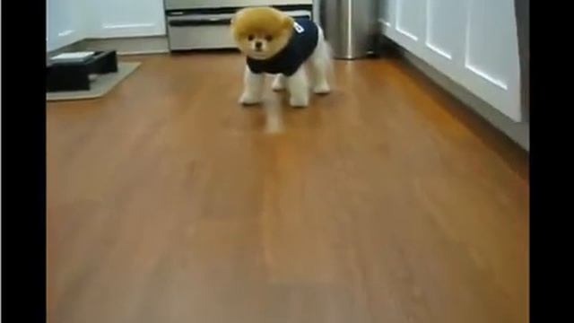 славный щенок шпица