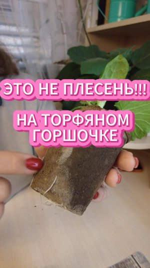 СМЕЛО СЕЙТЕ В ТОРФЯНЫЕ ГОРШОЧКи, ПЛЕСЕНИ НЕ БУДЕТ!