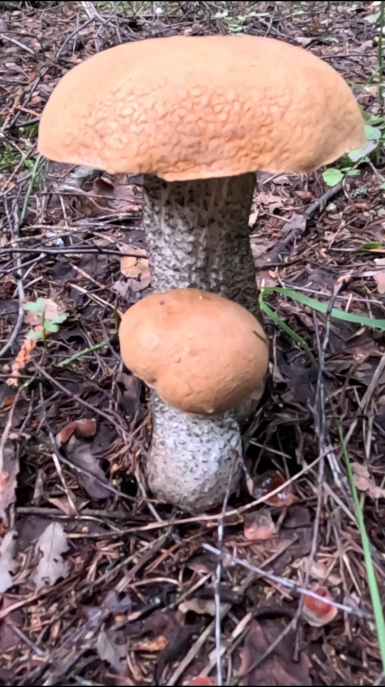 Обычные подосиновики, грибы, которые любим собирать в лесу смотреть онлайн