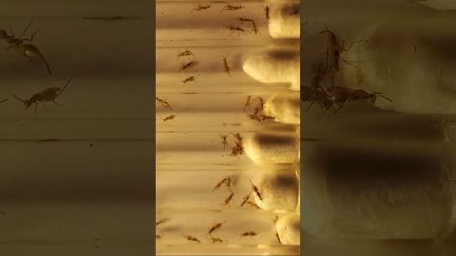 How to Collect Seed-Feeding Chalcid Wasps? Megastigmus Females, Chalcidoidea. #entomology #insects