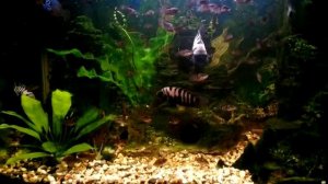 цихлозомы и потомство