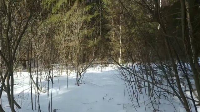 Прогулка по Борисоглебскому бору. смотреть онлайн