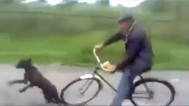 Пес подрезал.... смотреть онлайн