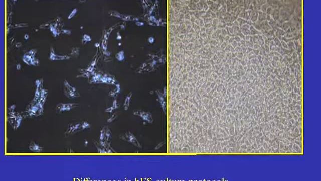 Dr Sullivan, "Reprogramming of Human Somatic Cells by Fusion with Human ES Cells