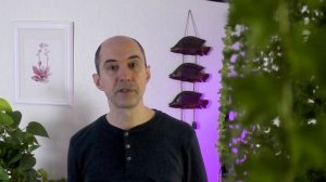 Миниатюризация миниатюрных фиалок