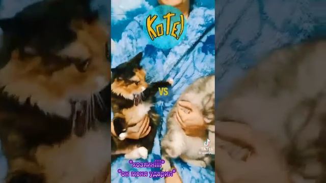 Котята