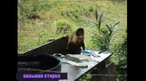 Детская песня Стирка обезьяна стирает