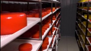 Сыроварня в Вологде и стандарты качества.