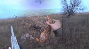 УТИНАЯ ПОГОДА. КРЯКУХА С ПОДХОДА. Охота с Курцхаарами.