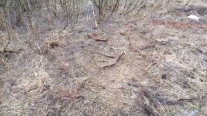 Поиск рогов лося. Апрель 2024.