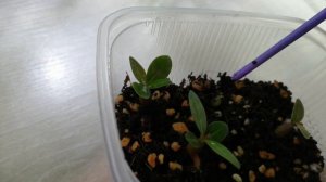 Как подросли малыши адешек за неделю. 26.12.24г