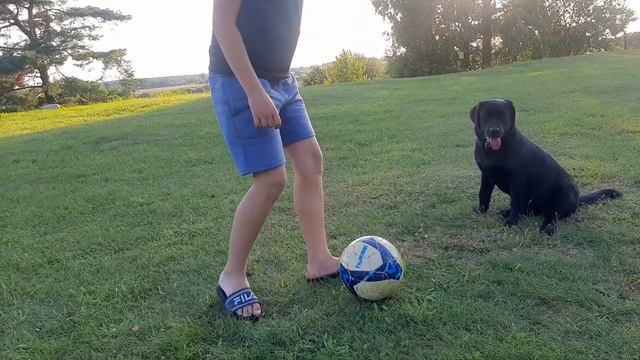 Собака-футболист помогает тренироваться смотреть онлайн