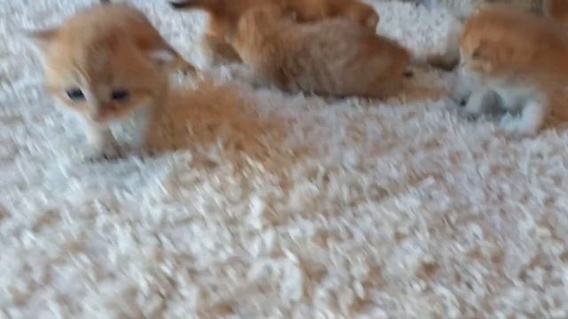 породистые котята шотландской прямоухой кошки с документами клуба