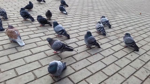 Голуби какают смотреть онлайн