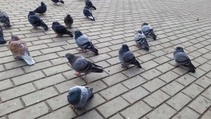 Голуби какают