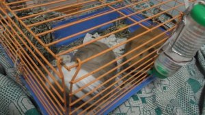 VLOG/ ПУТЕШЕСТВИЕ С МОРСКИМИ СВИНКАМИ