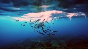 ДДТ - Песня о свободе