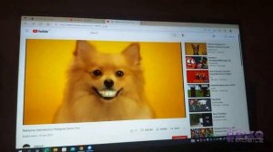 Pedigree Dentastix ale od tyłu