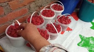 Сортовая, не ремонтантная малина "Память Кузьмина".