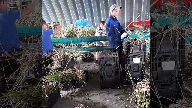 Обрезка чеснока Обрезчик чеснока смотреть онлайн