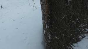 охота на куницу