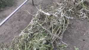 Как я использую ботву помидоров и почему