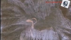 Запретные силы- А. МАТОВ