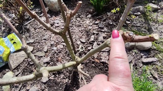 Бюджетная подкормка ГОРТЕНЗИИ 🌿 Сроки,удобрение 🌿 Первые работы с ГОРТЕНЗИЕЙ после обрезки🌿