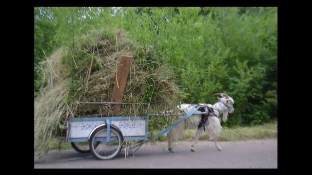 Приготовления// Зубы // Домик на дереве // Козёл в упряжке смотреть онлайн