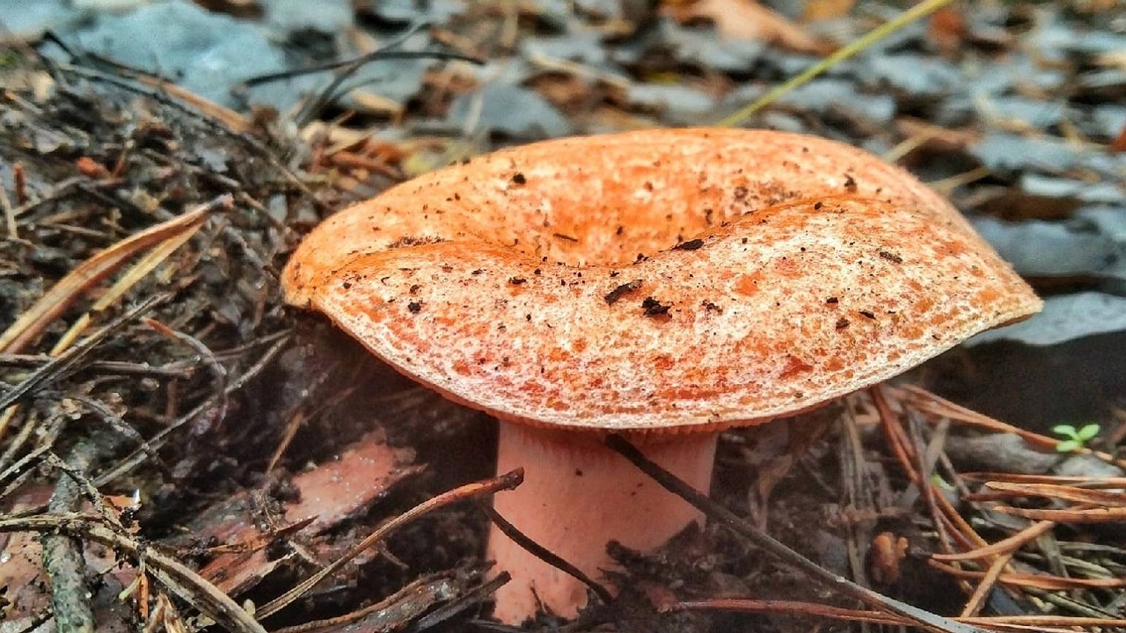 Нашел Поляны ЦАРСКИХ ГРИБОВ!!! Грибник в ШОКЕ. Сбор грибов 2023