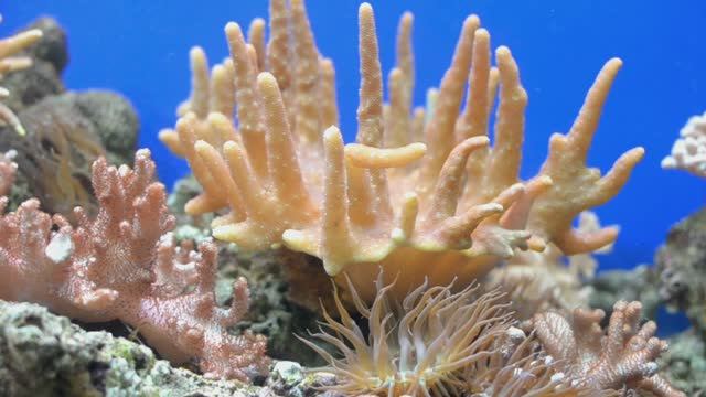 Аквариум | Антистрессовая музыка | Расслабление и Медитация 🐠