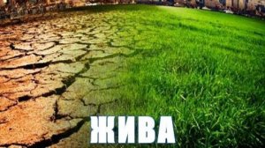 ЖИВА. Счастье для ваших растений. 4 мин