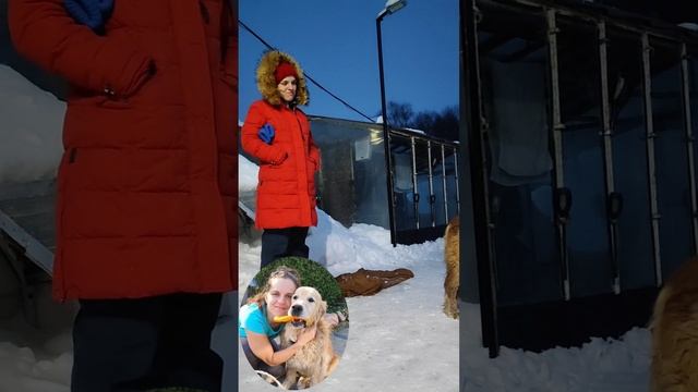 последний день жизни Голди.... смотреть онлайн