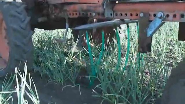 Полив чеснока смотреть онлайн