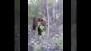 На Камчатке медведь напал на человека по вине человека