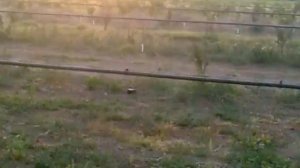 Самгар. Полив Персика