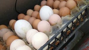 НЕБОЛЬШОЙ ОБЗОР МОЕГО САМОДЕЛЬНОГО ИНКУБАТОРА.ЗАКЛАДКА ЯИЦ КУРИННЫХ И ГУСИНЫХ.