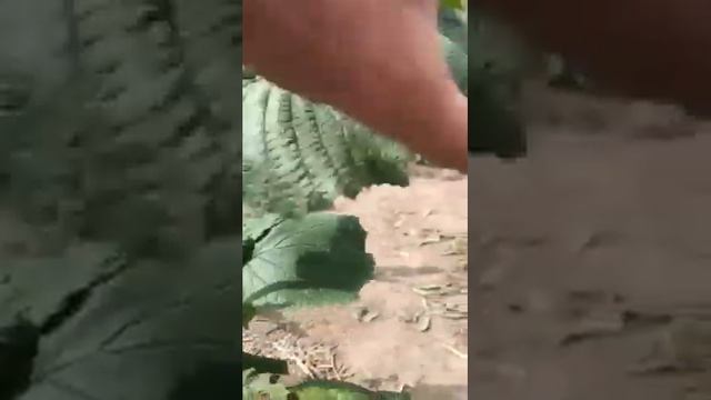 ФУНДУК . Я дуже радий що гарна частина садженців від мене попадають у хороші руки!)Далі буде ... 😉 смотреть онлайн