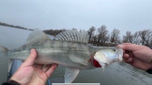 Поклёвка и Подсечка ! Zetrix Orsa Nero 842 XH 18-88