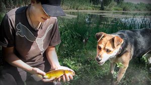 МЫ НЕ ОЖИДАЛИ ЧТО ПРИПЛЫВУТ ОНИ... УТАСКИВАЮТ УДОЧКУ ПРЯМО В ВОДУ!