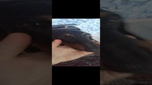 Мои любимые собаки