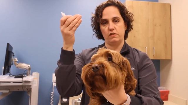 How to Apply Eye Drops on Your Dog (Step-by-Step) смотреть онлайн