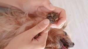 Каких собак можно стричь?