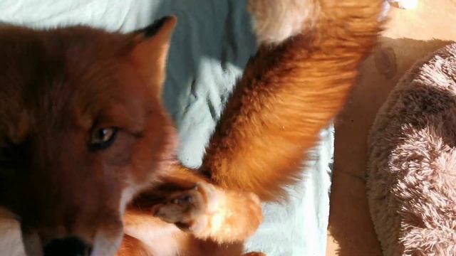 Лис Альф - главный лис в доме (звук потише) смотреть онлайн